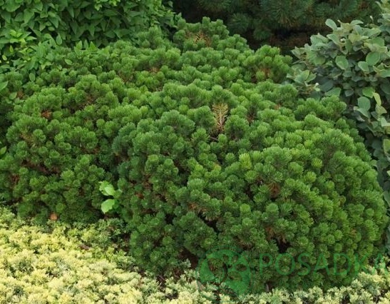 картинка Сосна горная Шервуд Компакт 