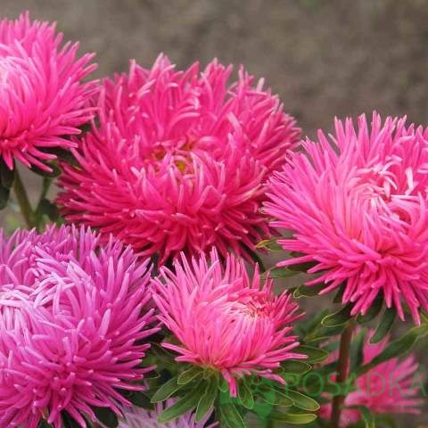 картинка Астра Высокорослая Харц Эльза семена 0.25 г, SeedEra 