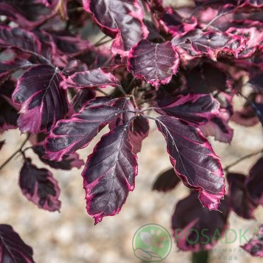 картинка Бук лесной 'Пурпуреа Триколор' 