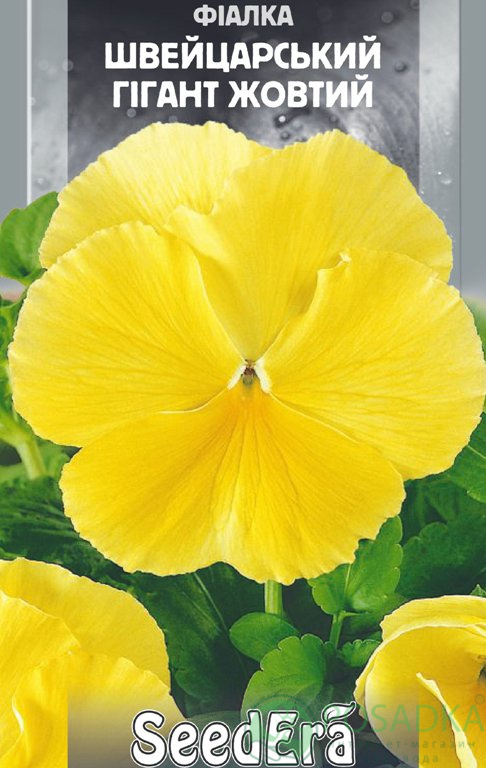 картинка Фиалка садовая Швейцарский гигант желтый семена (0.1гр) 