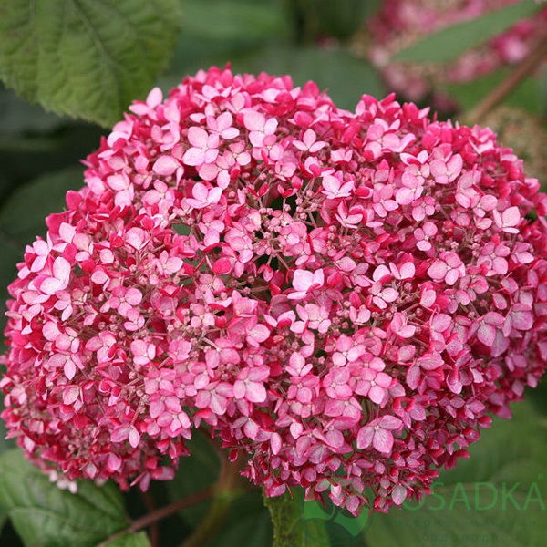 картинка Гортензия древовидная 'Magical Pinkerbell' 