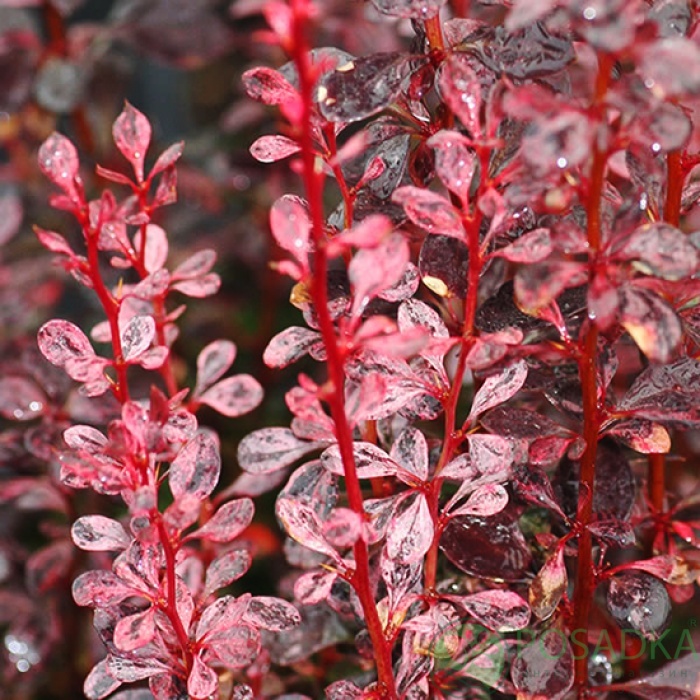 картинка Барбарис Тунберга Rosy Rocket (Рози Рокет) 