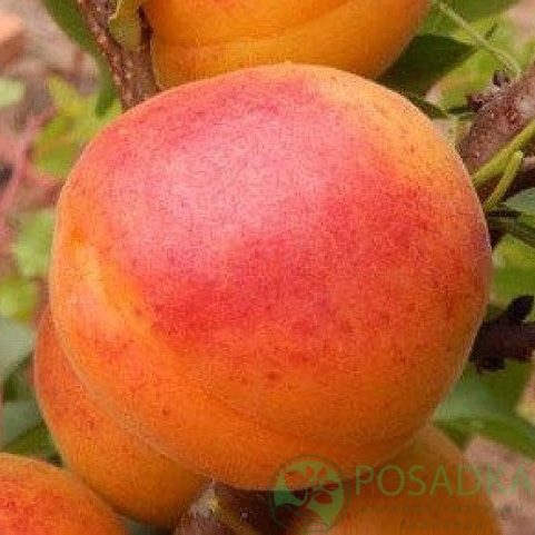 картинка Абрикос Нью Джерси 