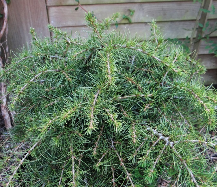 картинка Кедр ливанский Dino (Cedrus libani Dino)  картинка Кедр ливанский Dino (Cedrus libani Dino)