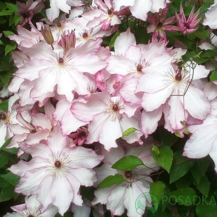 картинка Клематис Omoshiro 