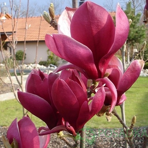 картинка Магнолия March Till Frost 