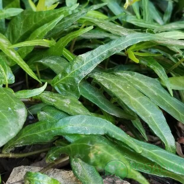 картинка Плющ узколистный Брокэмп 