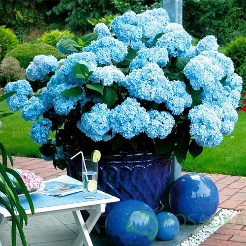 картинка Гортензия крупнолистная Mini Penny 