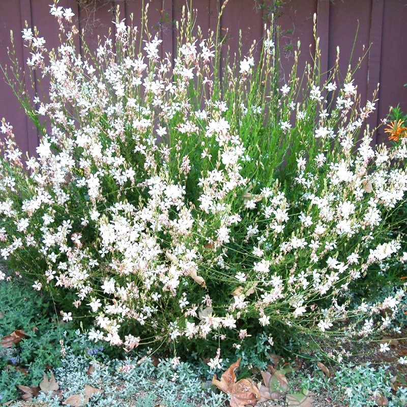 картинка Гаура Sparkle White картинка Гаура Sparkle White