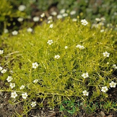 картинка Мшанка шиловидная Aurea 