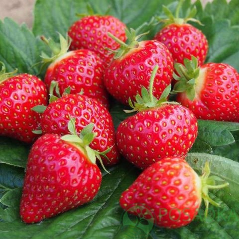 картинка Семена клубники Лизонька (0.01гр) 