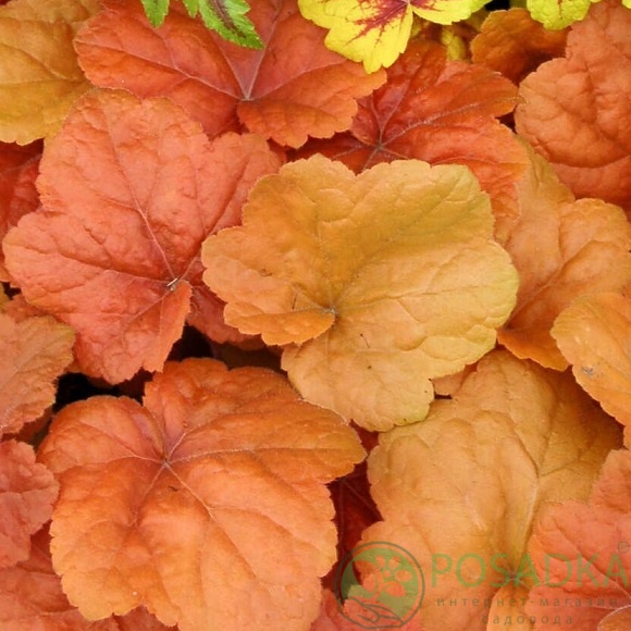 картинка Гейхера Southern Comfort 