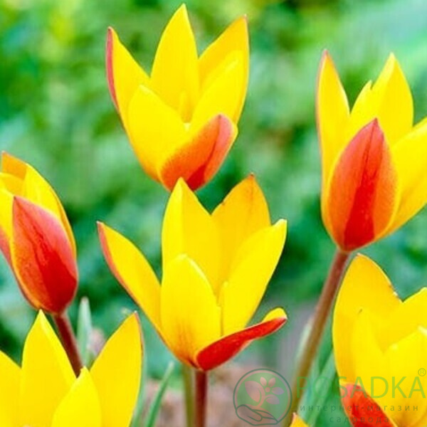 картинка Тюльпан Clusiana Chrysantha 