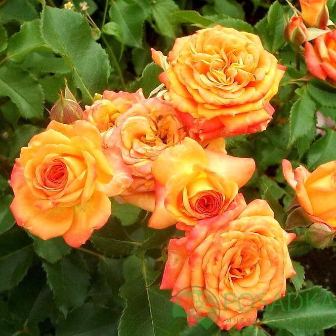 картинка Роза флорибунда Апельсин 