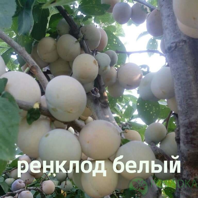 картинка Слива Ренклод белый 