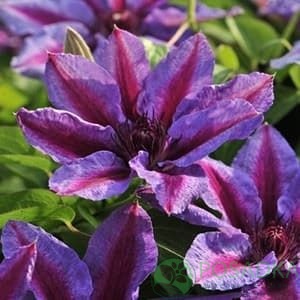 картинка Клематис Akaishi 