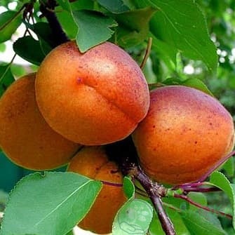 картинка Абрикос Наслаждение 