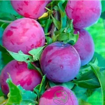 картинка Слива колоновидная Северное сияние 