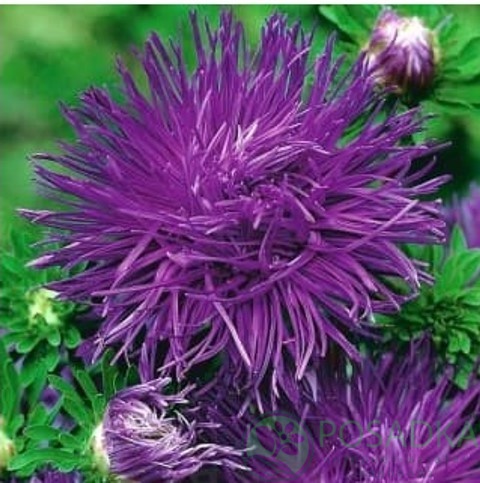 картинка Астра Высокорослая  Харц Парсифаль семена 0.25 г, SeedEra 