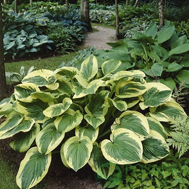 картинка Хоста Twilight 