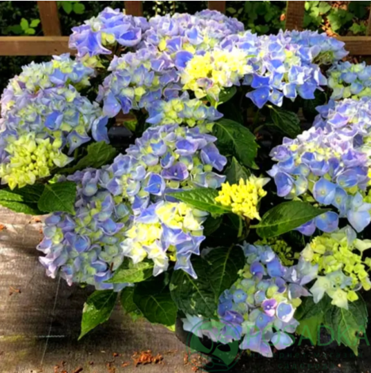 картинка Гортензия крупнолистная Hi River (Хай Ривер) 