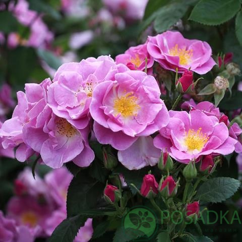 картинка Роза флорибунда Лаки (Lucky) 