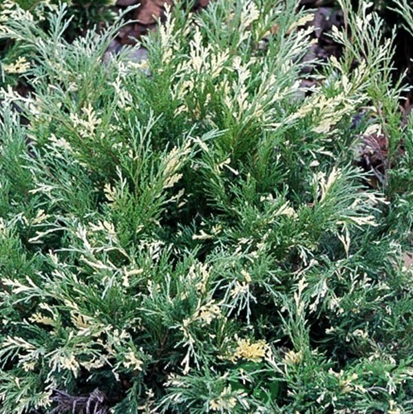 картинка Можжевельник казацкий Variegata С2  картинка Можжевельник казацкий Variegata С2