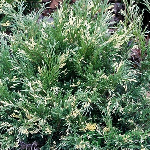 картинка Можжевельник казацкий Variegata С2 