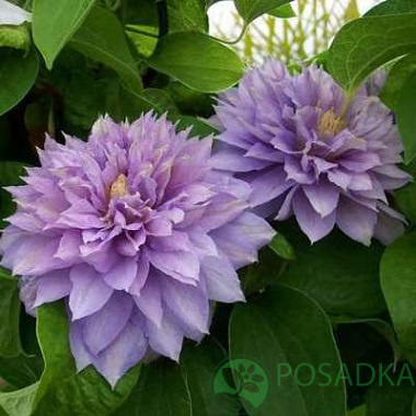картинка Клематис Belle of Woking 