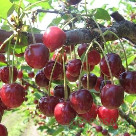 картинка Вишня Шалунья 