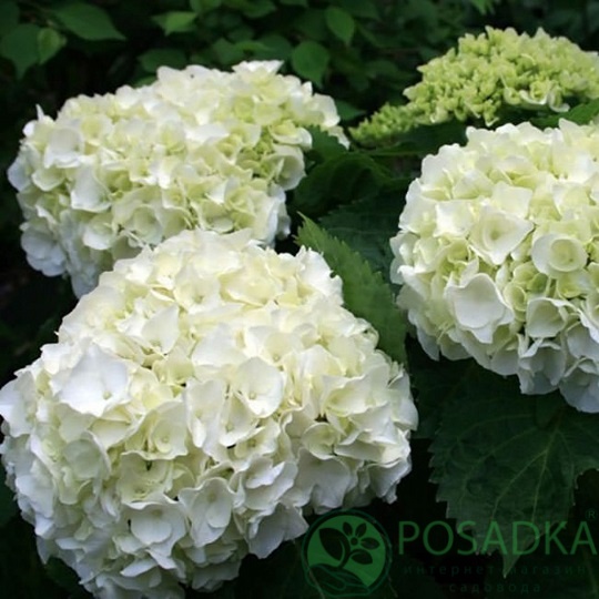 картинка Гортензия крупнолистная Wudu (Вуду) 