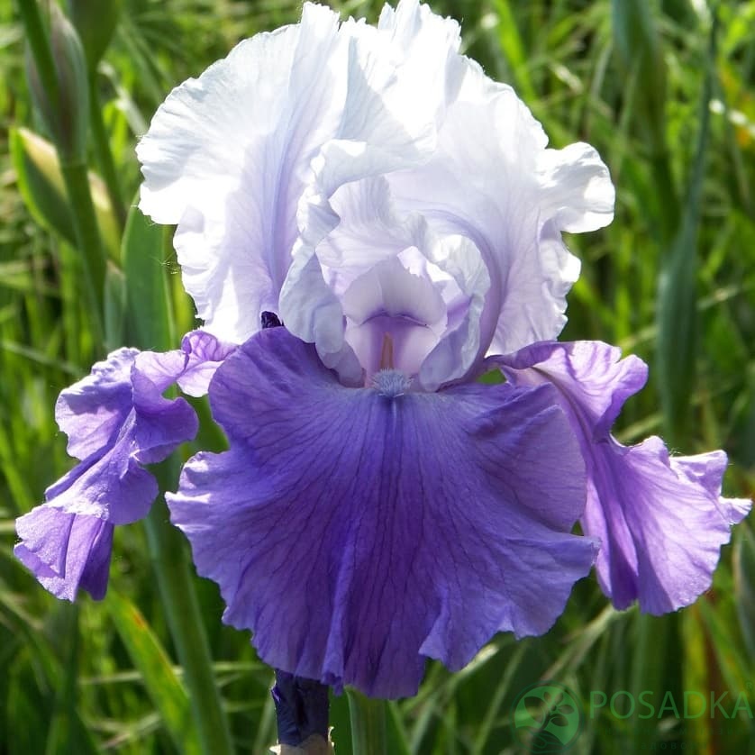 картинка Ирис бородатый Dream Lover 