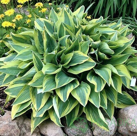 картинка Хоста Wolverine 