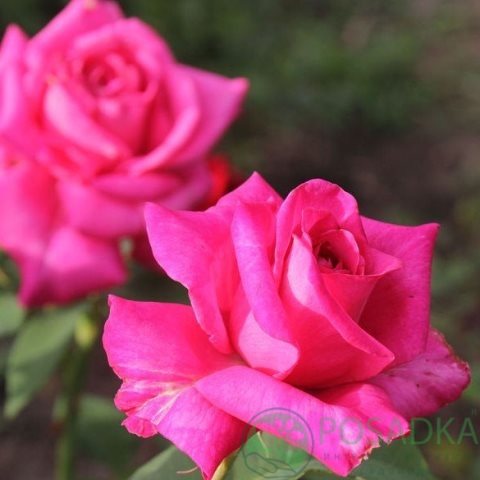 картинка Роза чайно-гибридная Питер Франкенфельд 