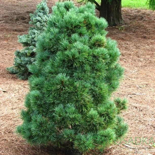 картинка Сосна румелийская Pinus peuce 