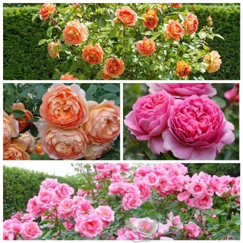 картинка Роза штамбовая (Принцесс Александра оф Кент, Леди оф Шалот) 