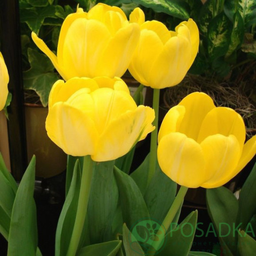 картинка Тюльпан Yellow Angel (3 шт) р9 картинка Тюльпан Yellow Angel (3 шт) р9
