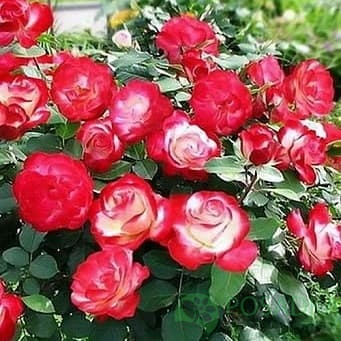 картинка Роза штамбовая Дабл делайт 