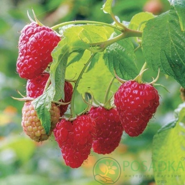 картинка Малина Феномен 