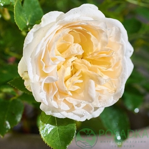 картинка Роза кустовая Фриденслихт 