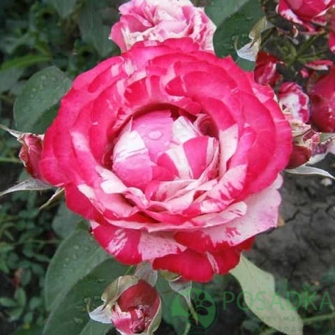 картинка Роза чайно-гибридная Сатина 