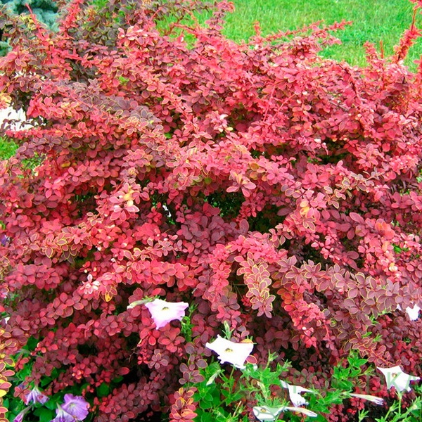 картинка Барбарис Тунберга Golden Ring 3л 