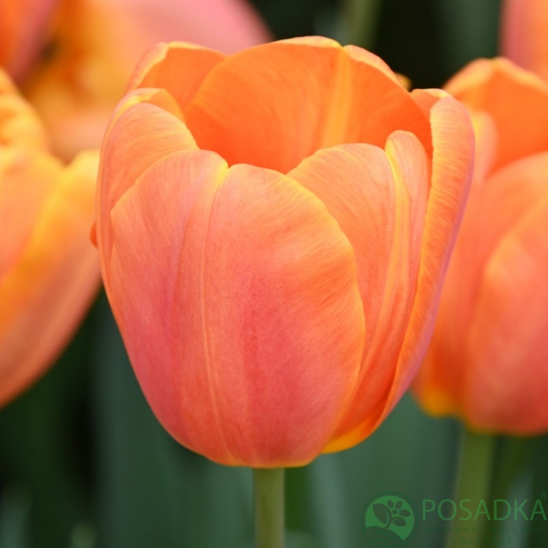 картинка Тюльпан Bellville 