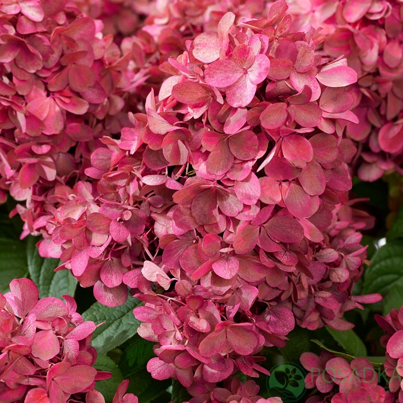 картинка Гортензия метельчатая Bonfire 