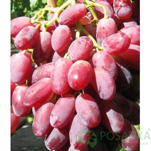 картинка Виноград Марсело (контейнер) 