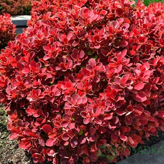 картинка Барбарис Тунберга Ruby Star (Руби Стар) 