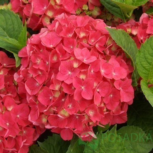 картинка Гортензия крупнолистная Royal Red (Роял Рэд) 