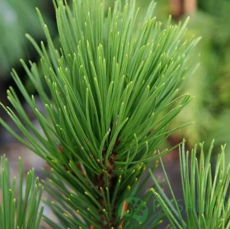 картинка Сосна белокорая "Little Dracula" 