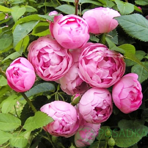 картинка Роза бордюрная Morsdag Pink 