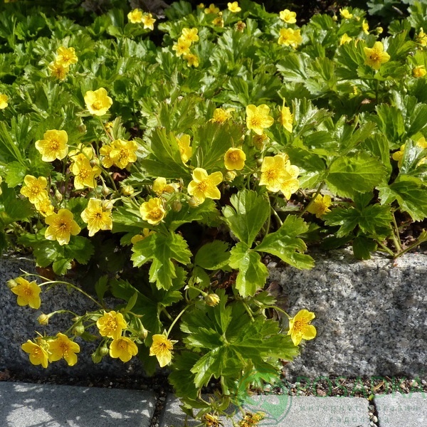 картинка Вальдштейния гравилатолистная 